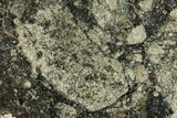 Polished Achondrite Meteorite ( grams) Slice - Africa #247014-1